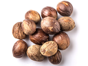 Nutmeg "Rempah2" Indonesia Best Premium Spice, in Shell, whole, Raw Food Quality, 250g